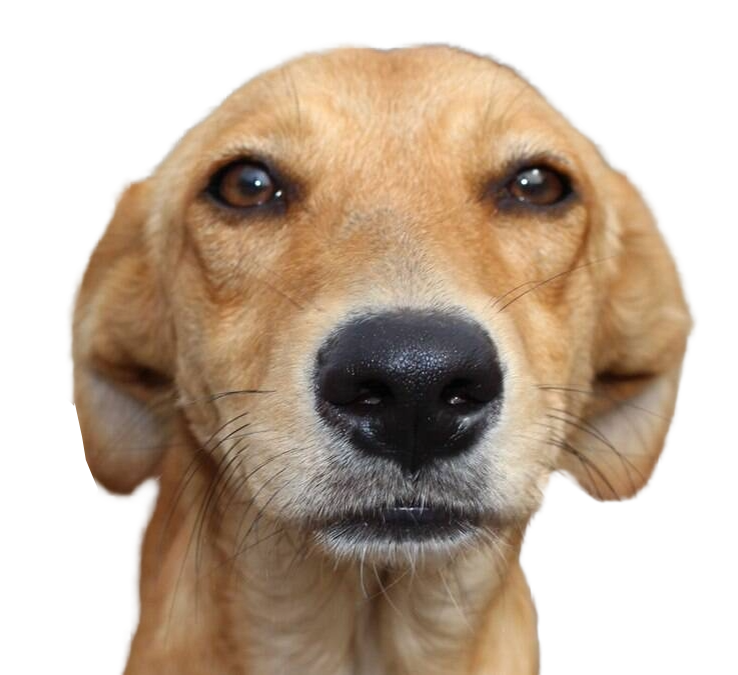 Mascote Vira-lata Caramelo